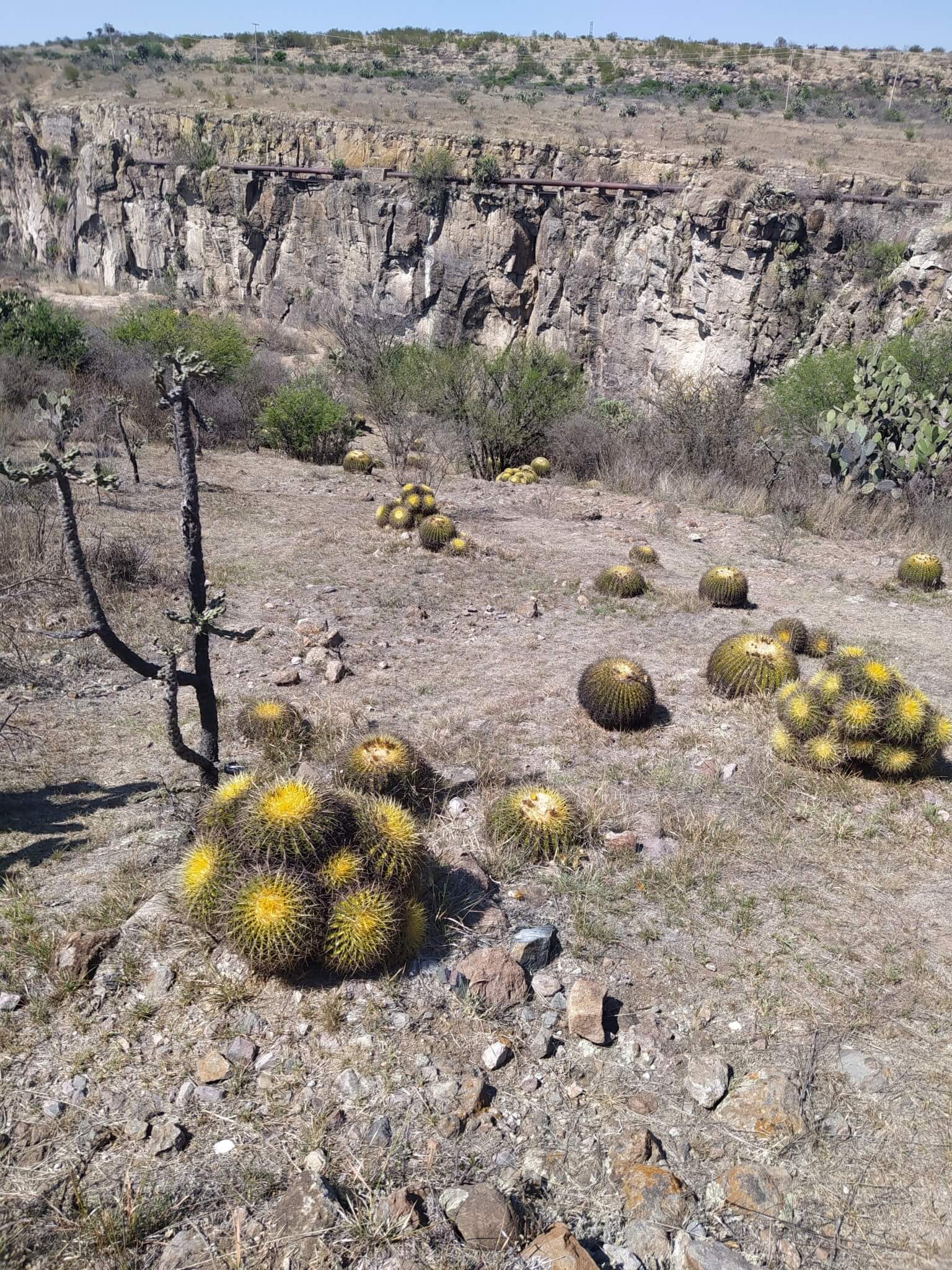 Echinocactus grusonii